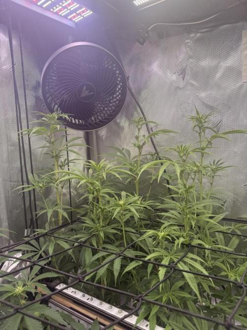 Clone to Harvest 2x4. Week 6 - Mimosa 