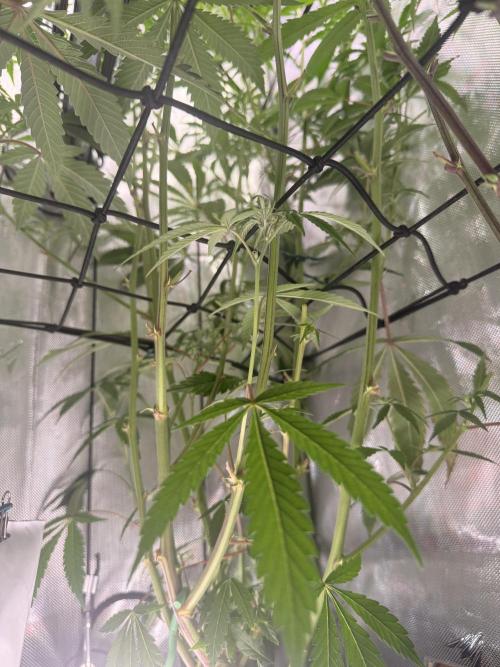 Clone to Harvest 2x4. Week 6 - Mimosa