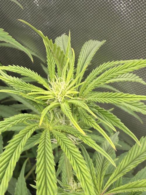 Clone to Harvest 2x4. Week 6 - Mimosa
