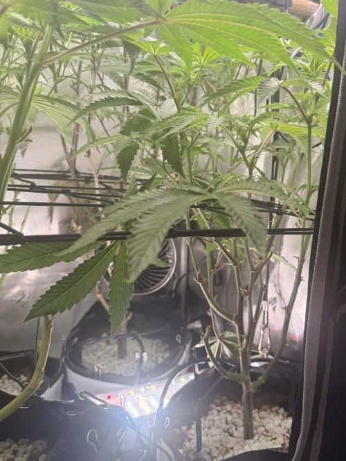 Clone to Harvest 2x4. Week 6 - Zangria 