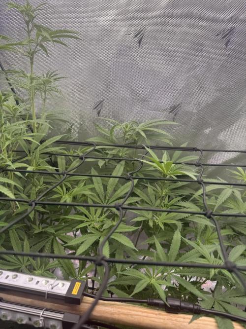 Clone to Harvest 2x4. Week 6 - Candy apricot