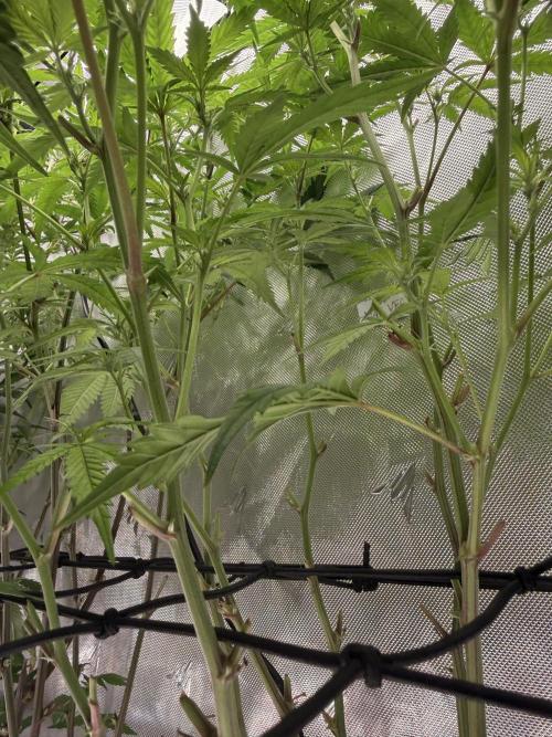 Clone to Harvest 2x4. Week 6 - Somango Shawty