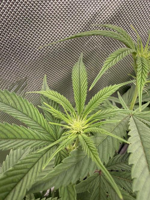 Clone to Harvest 2x4. Week 6 - S Runtz x R Runtz