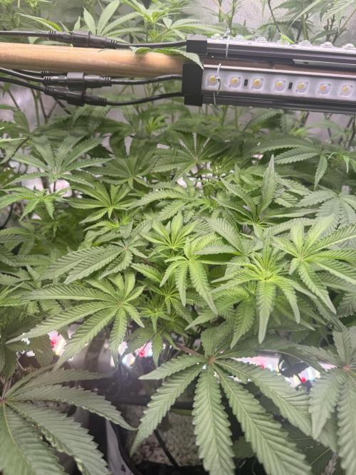 Clone to Harvest 2x4. Week 6 - Cereal Milk