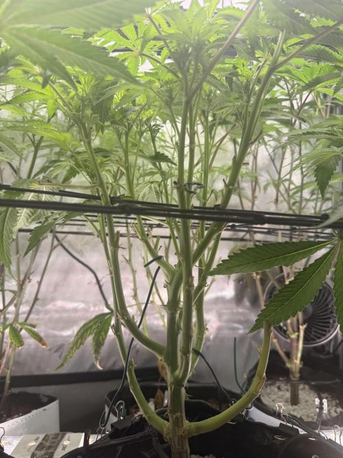 Clone to Harvest 2x4. Week 6 - Cereal Milk