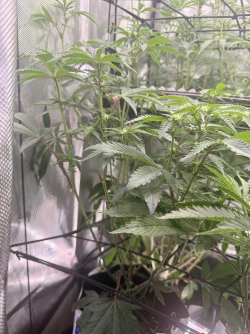 Clone to Harvest 2x4. Week 6 - Obsidian