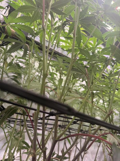 Clone to Harvest 2x4. Week 6 - Obsidian