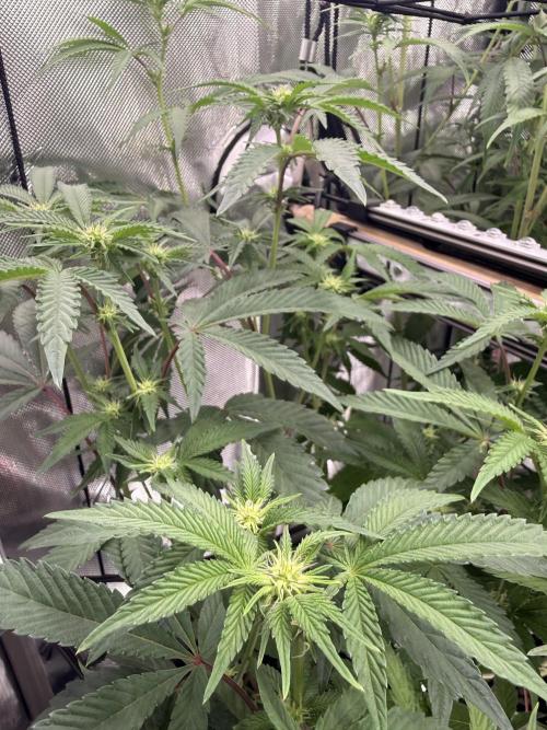 Clone to Harvest 2x4. Week 6 - Obsidian