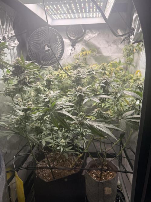 Clone to Harvest 2x4. Week 6 - 2x2x4ft x marshydro 100W