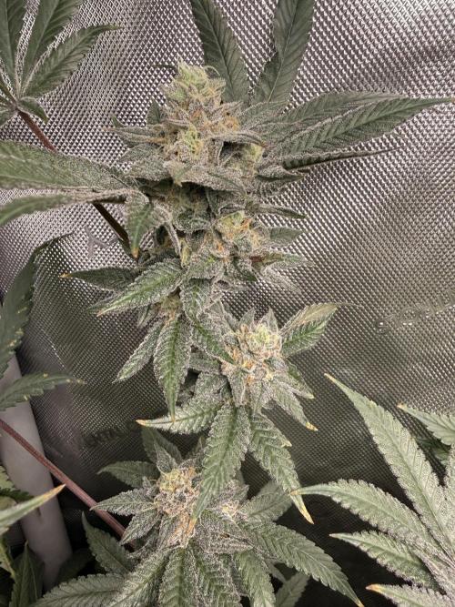 Clone to Harvest 2x4. Week 6 - S Runtz x R Runtz wk7