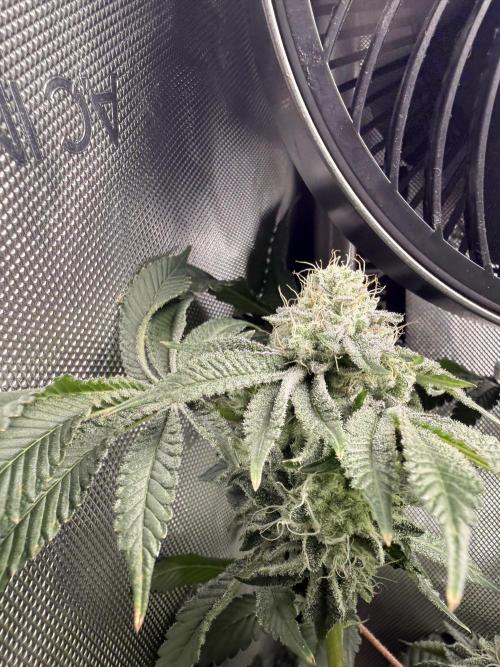 Clone to Harvest 2x4. Week 6 - Cereal Milk wk7