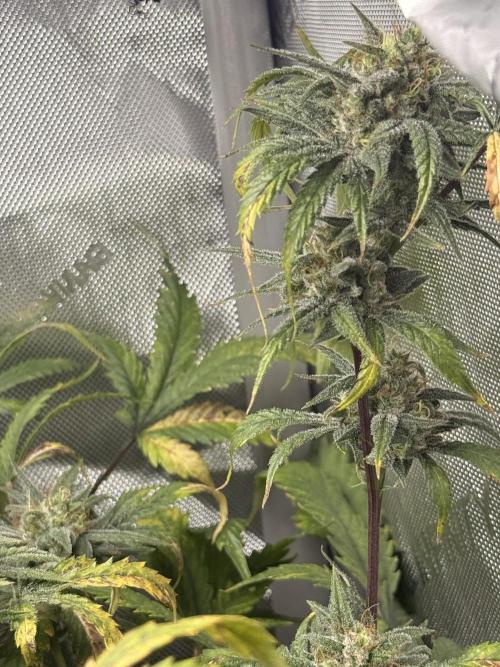 Clone to Harvest 2x4. Week 6 - Somango Shawty wk7