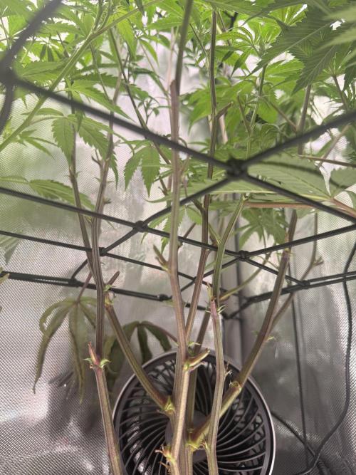 Clone to Harvest 2x4. Week 6 - S Runtz x R Runtz