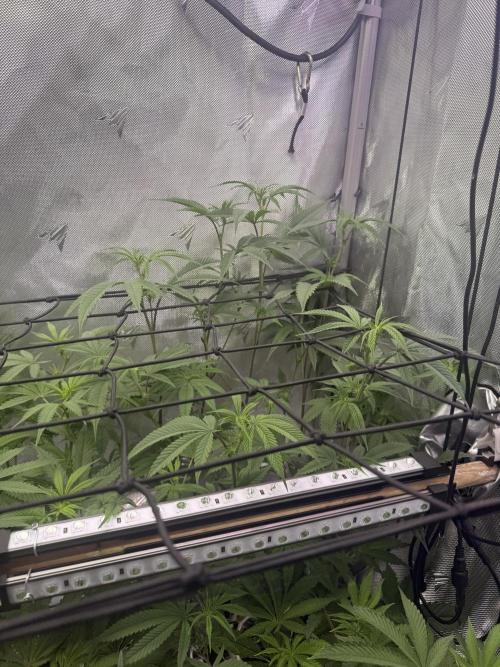 Clone to Harvest 2x4. Week 6 - S Runtz x R Runtz