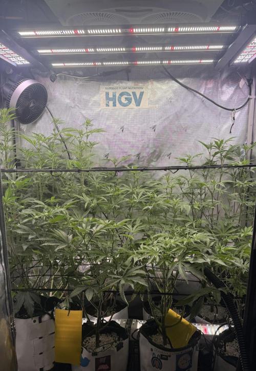 Clone to Harvest 2x4. Week 6