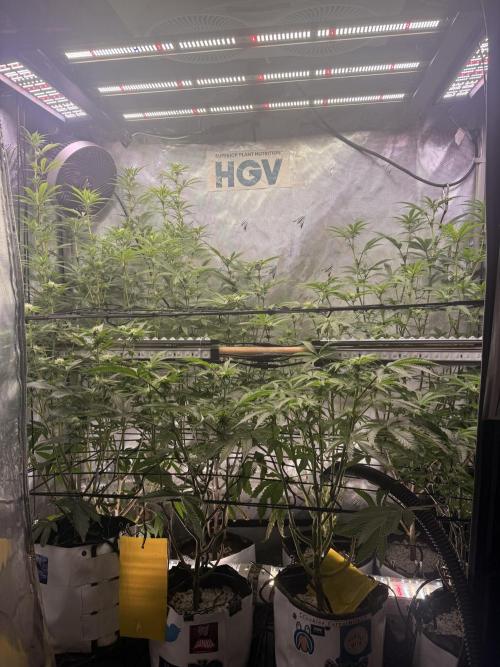 Clone to Harvest 2x4. Week 7