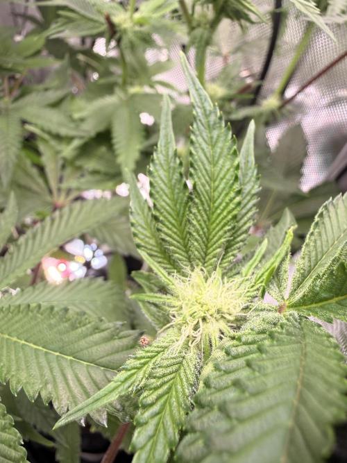 Clone to Harvest 2x4. Week 7 - Zangria S1