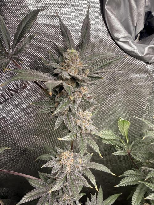 Clone to Harvest 2x4. Week 7 - Strawberry Runtz wk8