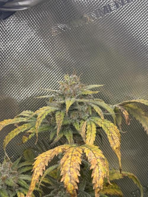 Clone to Harvest 2x4. Week 7 - Somango Shawty wk8