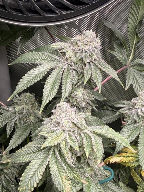 Clone to Harvest 2x4. Week 7 - Cereal Milk S1 wk8