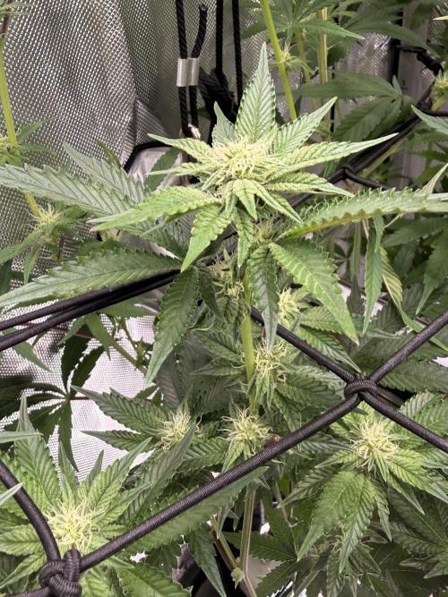 Clone to Harvest 2x4. Week 7 - Obsidian 