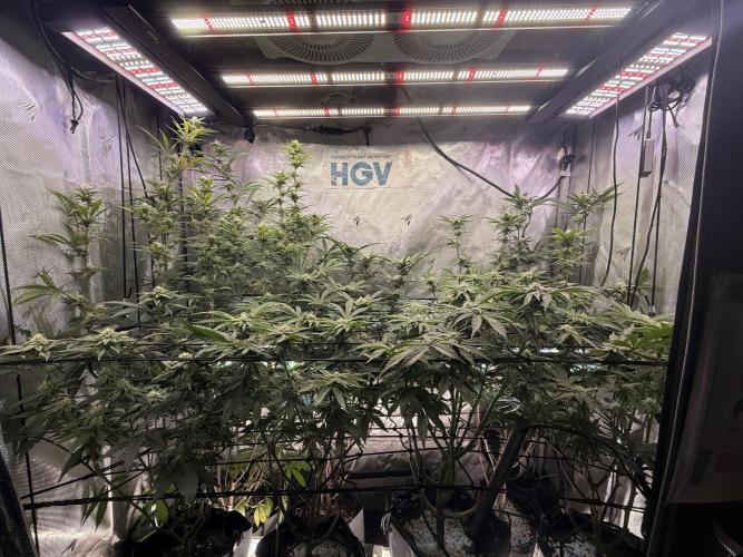 Clone to Harvest 2x4. Week 8
