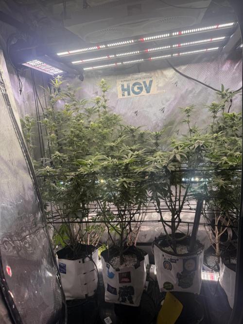 Clone to Harvest 2x4. Week 8