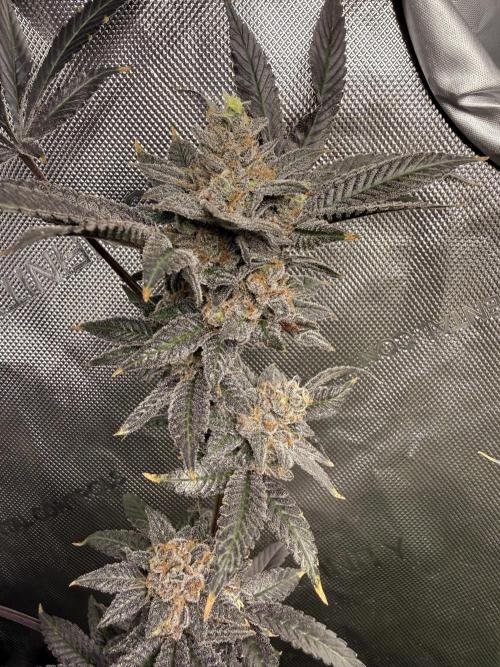 Clone to Harvest 2x4. Week 8 - Starwberry Runtz wk 9