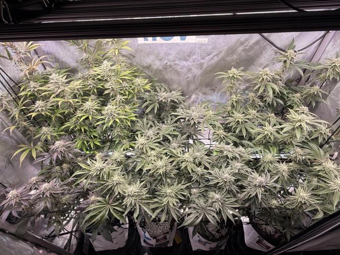 Clone to Harvest 2x4. Week 9