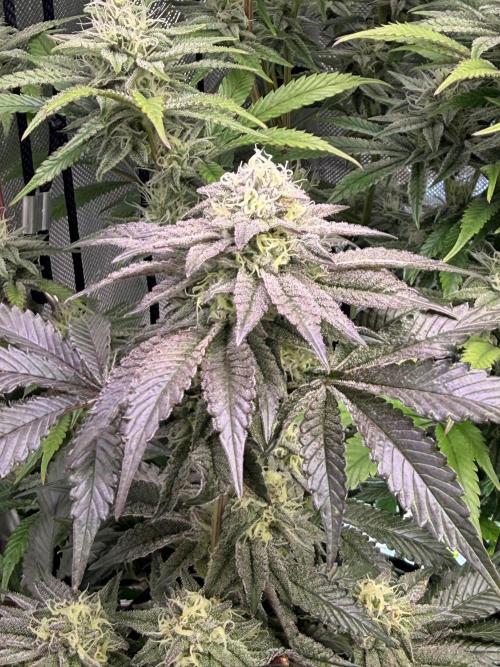 Clone to Harvest 2x4. Week 9 - Obsidian