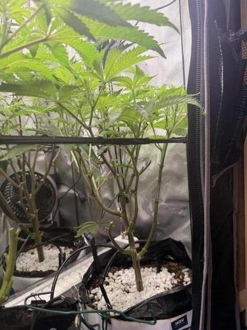 Clone to Harvest 2x4. Week 5 - Zangria 