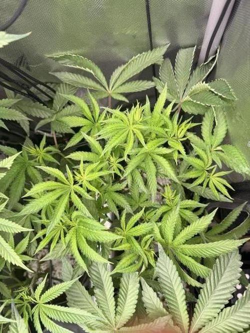 Clone to Harvest 2x4. Week 5 - Zangria