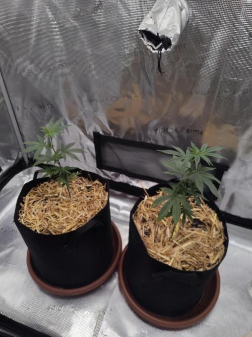 Super Buff Cherry in Living Soil. Week 2