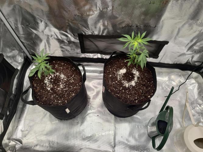 Super Buff Cherry in Living Soil. Week 2