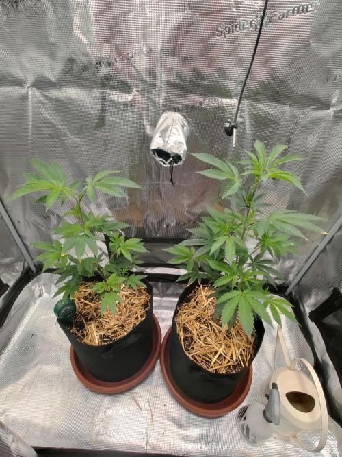 Super Buff Cherry in Living Soil. Week 3