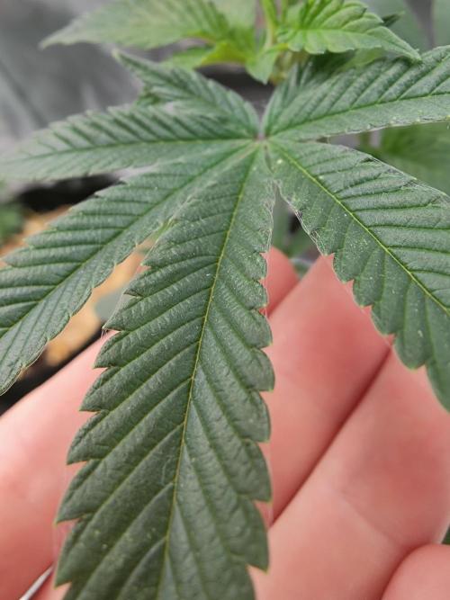 Super Buff Cherry in Living Soil. Week 3