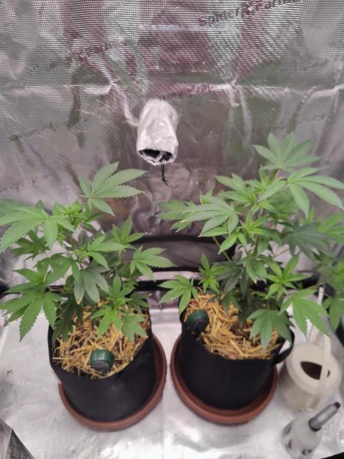 Super Buff Cherry in Living Soil. Week 4