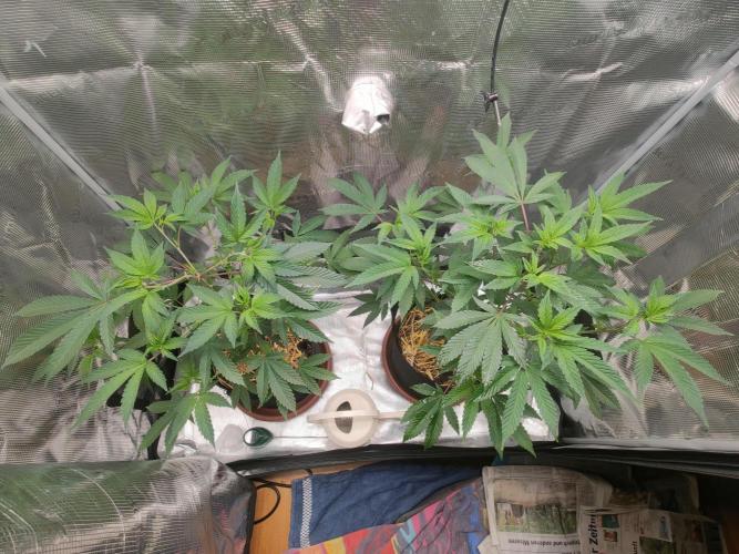 Super Buff Cherry in Living Soil. Week 5