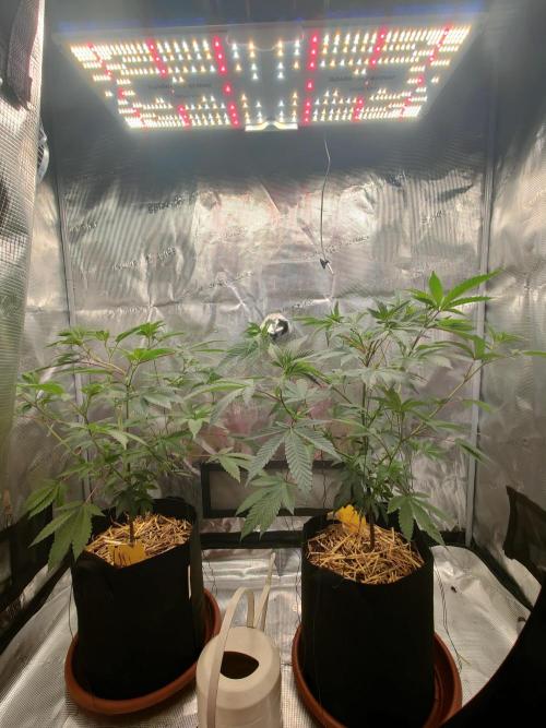 Super Buff Cherry in Living Soil. Week 5