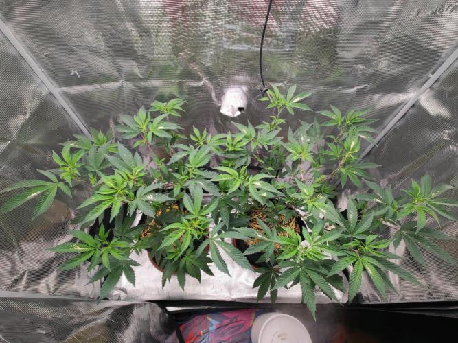 Super Buff Cherry in Living Soil. Week 5