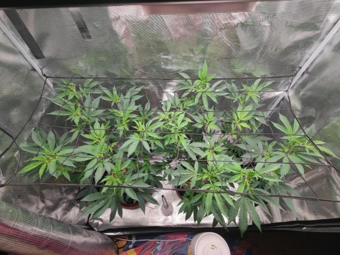 Super Buff Cherry in Living Soil. Week 6