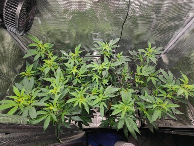 Super Buff Cherry in Living Soil. Week 7