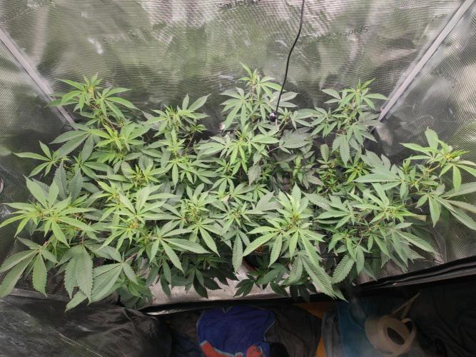 Super Buff Cherry in Living Soil. Week 7