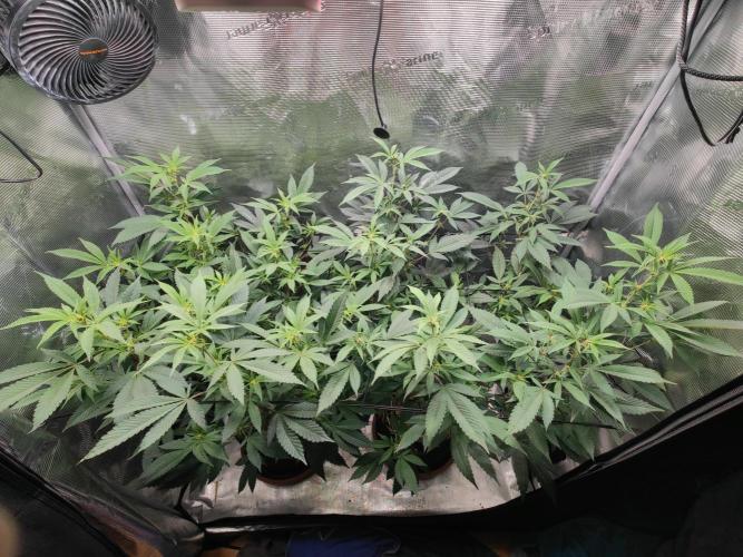 Super Buff Cherry in Living Soil. Week 8