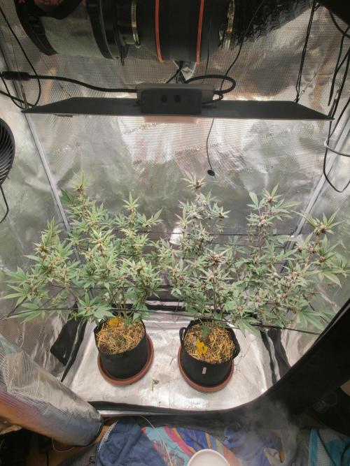 Super Buff Cherry in Living Soil. Week 9