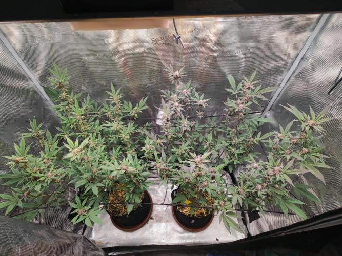 Super Buff Cherry in Living Soil. Week 9