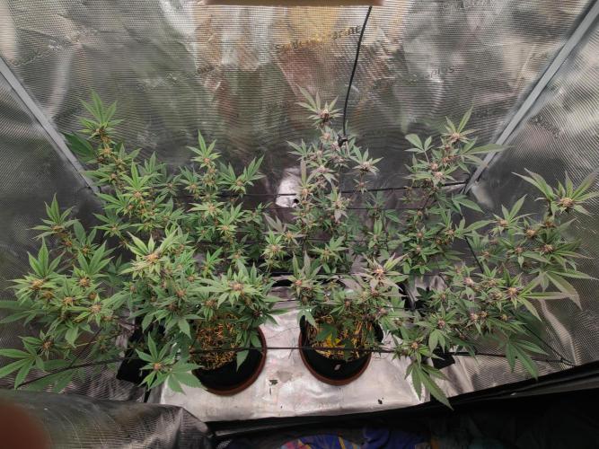 Super Buff Cherry in Living Soil. Week 10