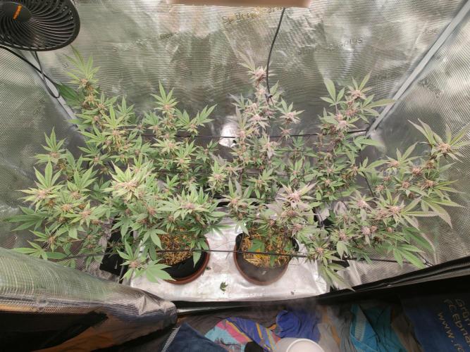 Super Buff Cherry in Living Soil. Week 10