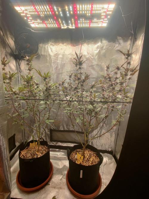 Super Buff Cherry in Living Soil. Week 10