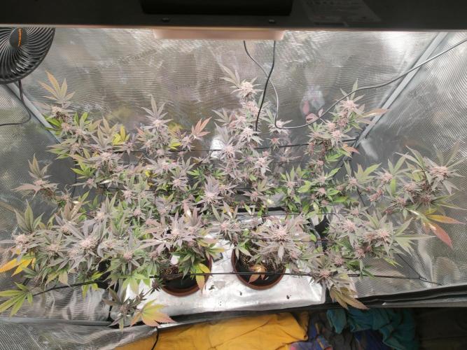 Super Buff Cherry in Living Soil. Week 11